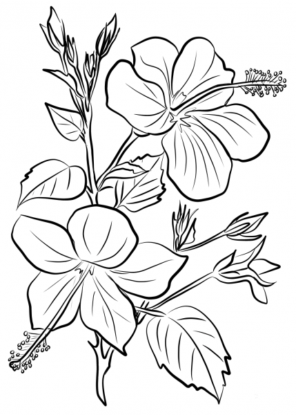 Hibiscus coloring page image