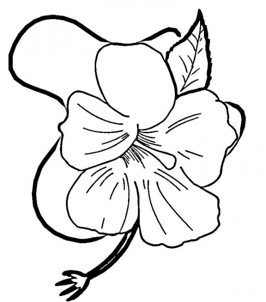Hibiscus Flower  coloring page image