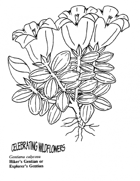 Hiker’s Gentian Or Explorer’s Gentian coloring page image
