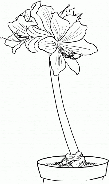 Hippeastrum Amaryllis coloring page image