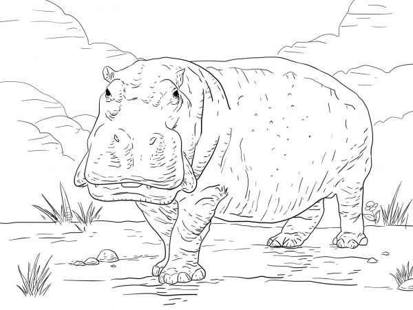 Hippo coloring page image