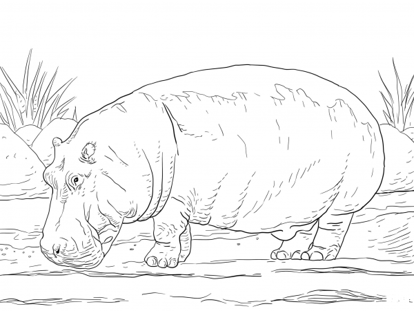 Hippopotamus Amphibius coloring page image