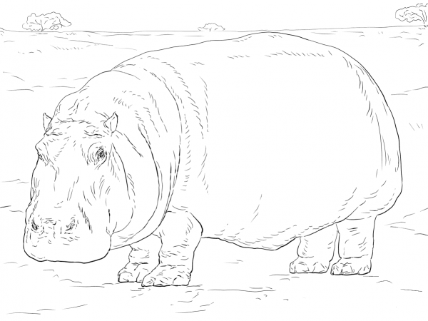 Hippopotamus coloring page image