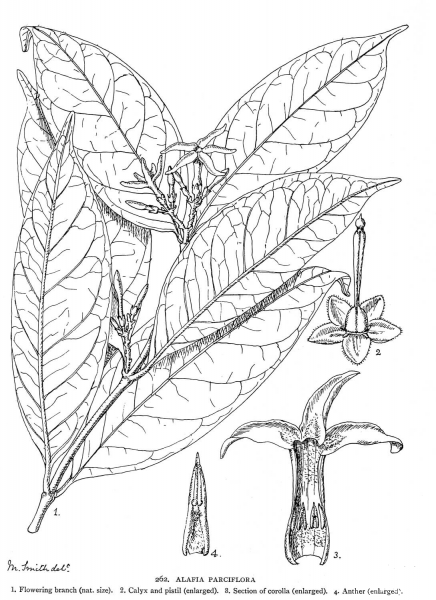 Alafia Parciflora coloring page image