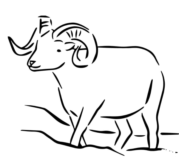 Alaska Dall Sheep coloring page image