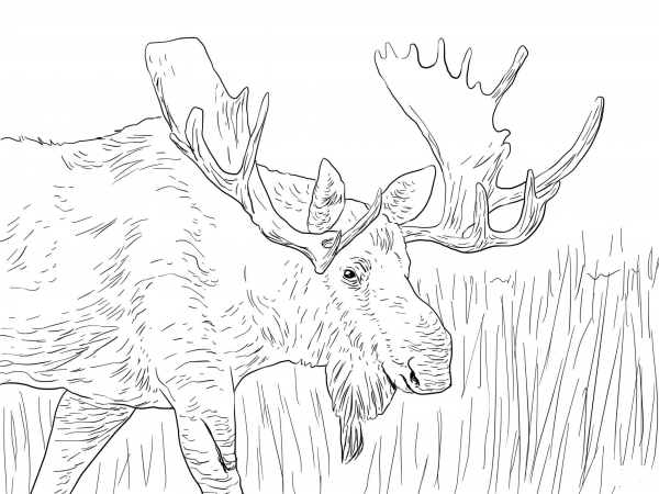 Alaska Moose coloring page image