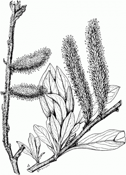 Alaska Willow or Feltleaf Willow Branchlet coloring page image