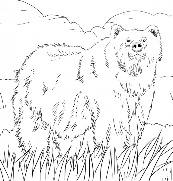 Alaskan Grizzly Bear coloring page image