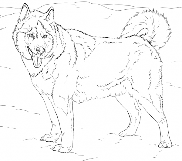 Alaskan Husky coloring page image