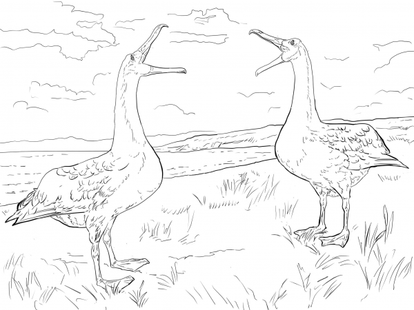 Albatross Mating Dance coloring page image
