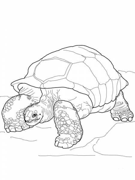 Aldabra Giant Tortoise coloring page image