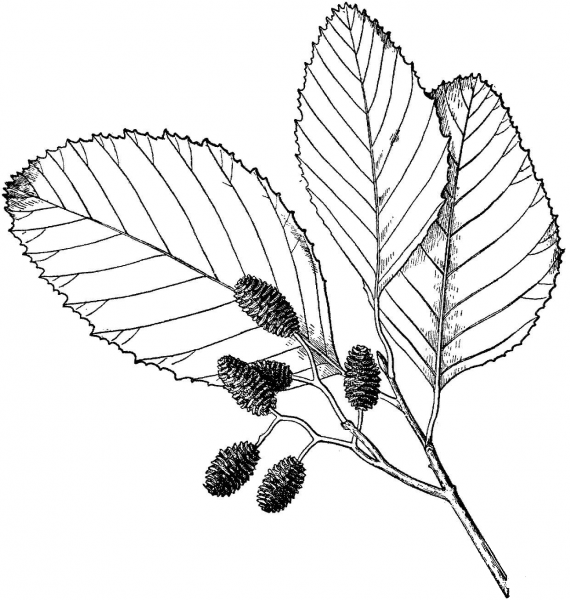 Alder Leaves coloring page image