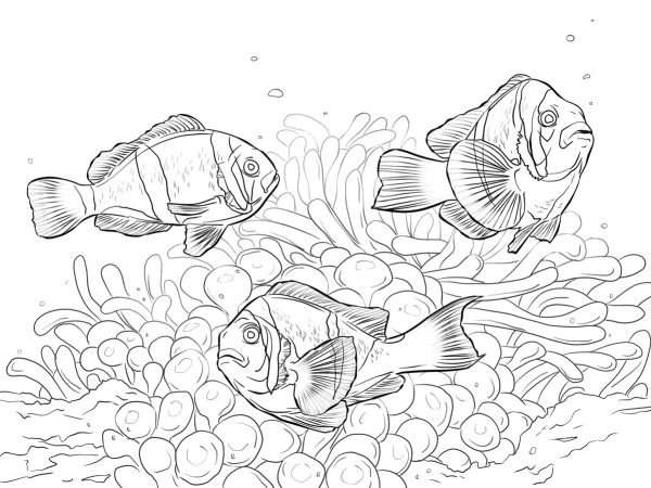 Allards Clownfishes coloring page image