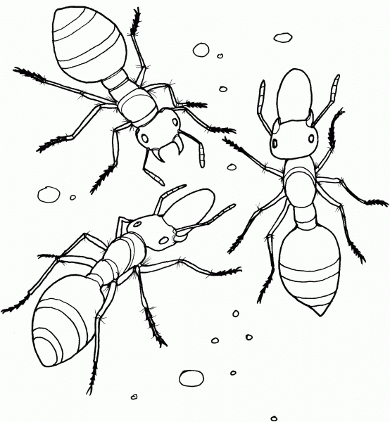Allegheny Mound Ant coloring page image