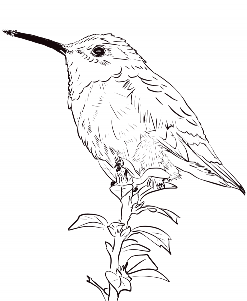 Allen’s Hummingbird coloring page image
