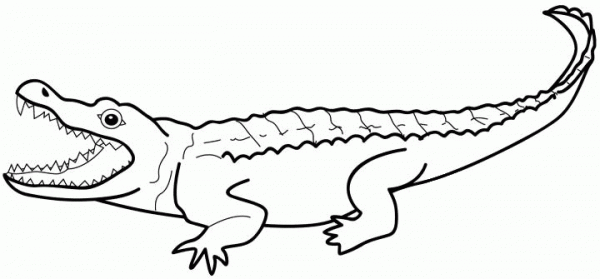 Alligator coloring page image
