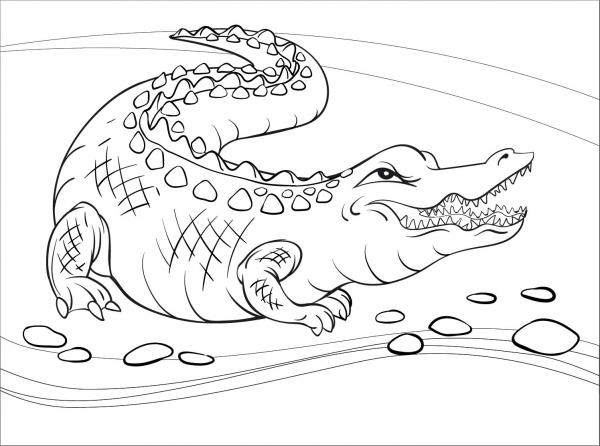 Alligator coloring page image