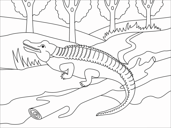 Alligator coloring page image