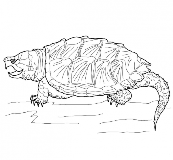 Alligator Snapping Turtle coloring page image