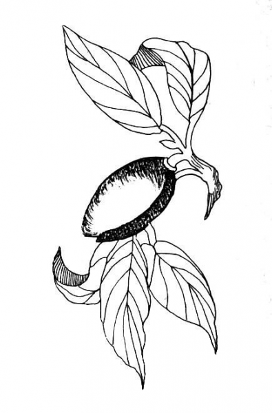 Almond coloring page image