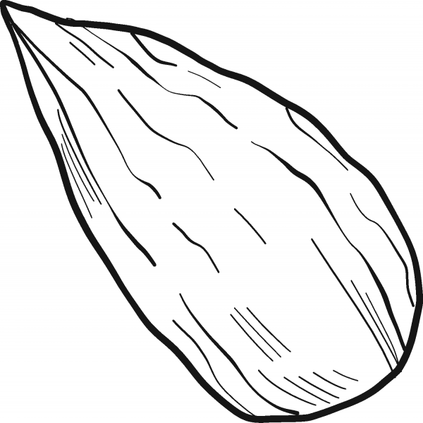 Almond coloring page image