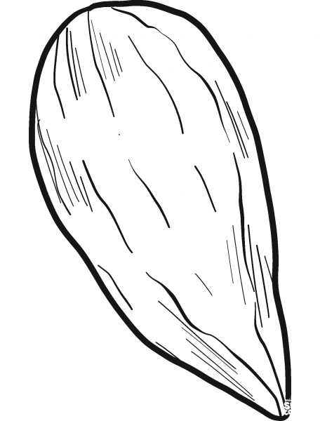 Almond coloring page image