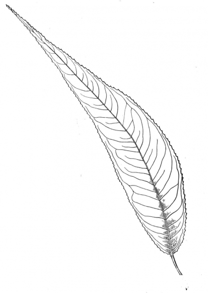 Almond Willow Leaf coloring page image