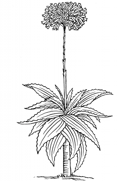 Aloe barbadensis Miller or Aloe Vera coloring page image