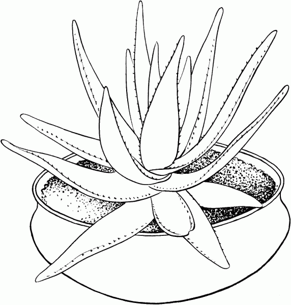 Aloe marlothii houseplant coloring page image