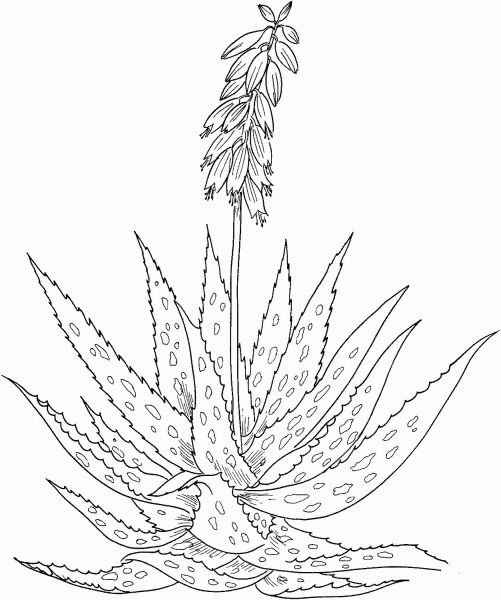 Aloe vera coloring page image