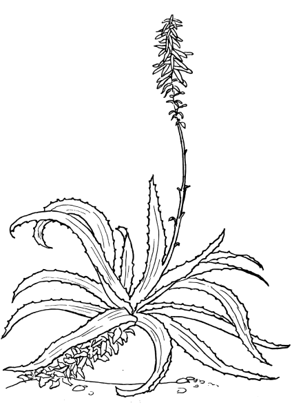 Aloe vulgaris coloring page image