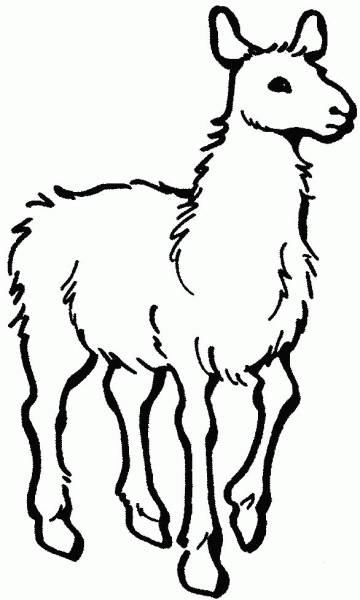 Alpaca  coloring page image