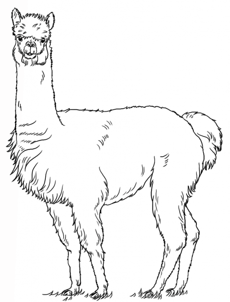 Alpaca coloring page image