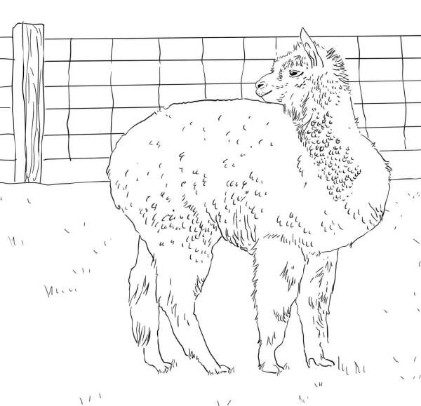 Alpaca Looks Back coloring page image