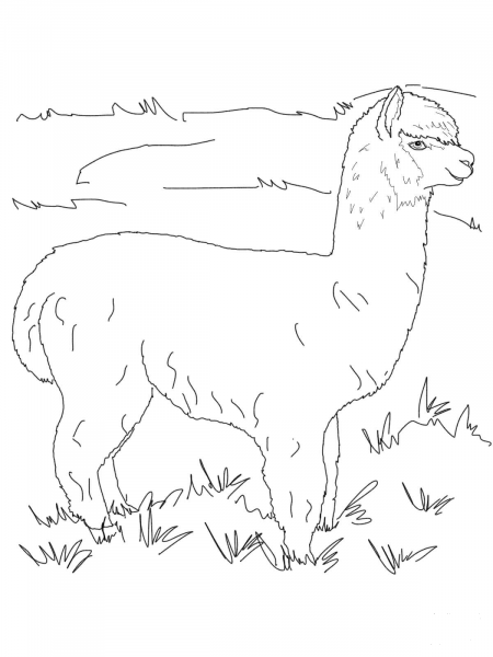 Alpaca on a Pasture coloring page image