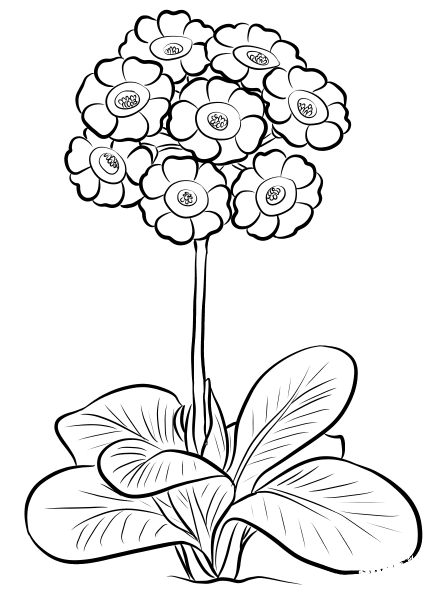 Alpine Auricula coloring page image