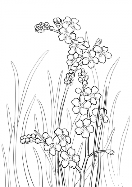 Alpine Forget-Me-Not coloring page image