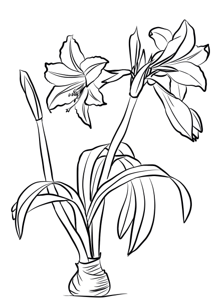 Amaryllis Brasiliensis coloring page image