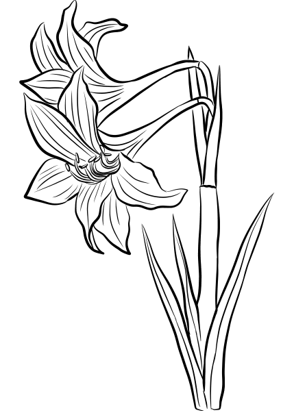 Amaryllis coloring page image
