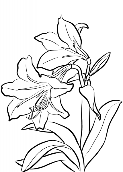 Amaryllis coloring page image