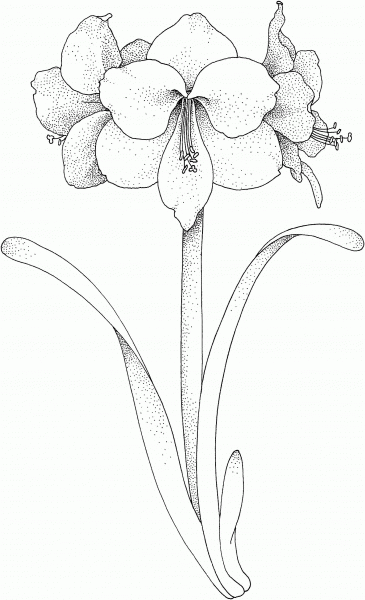 Amaryllis Flower coloring page image
