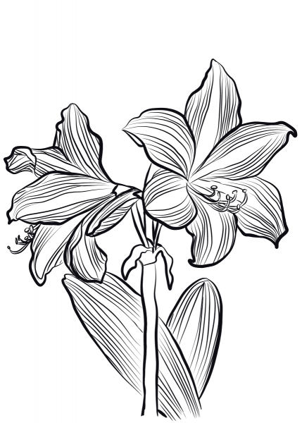 Amaryllis O’Brieni coloring page image