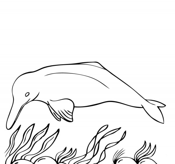 Amazon River Dolphin coloring page image