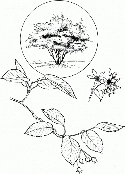 Amelanchier coloring page image