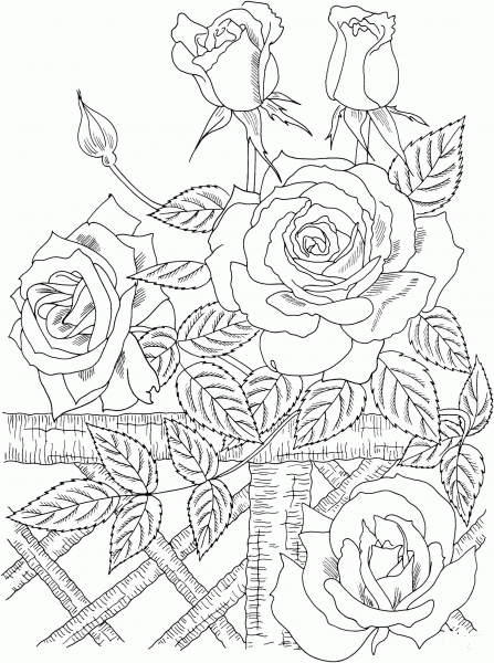 ‘America’ Climbing Rose coloring page image