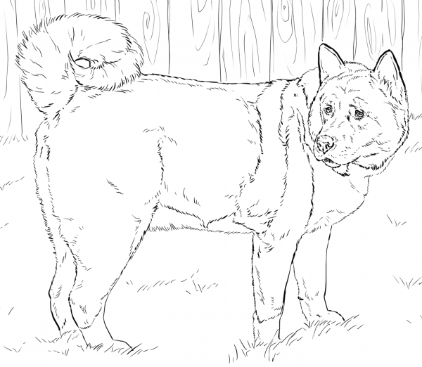 American Akita coloring page image