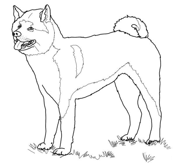 American Akita coloring page image