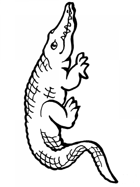American Alligator coloring page image