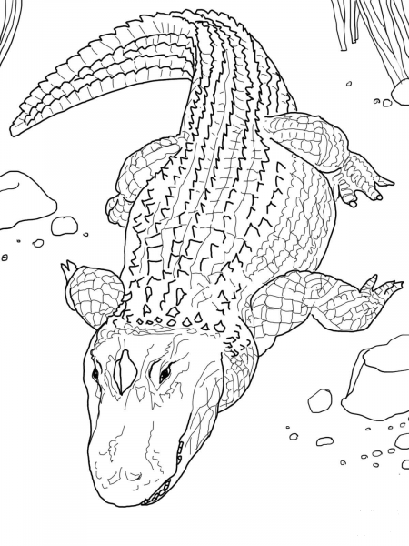 American Alligator or Common Alligator coloring page image