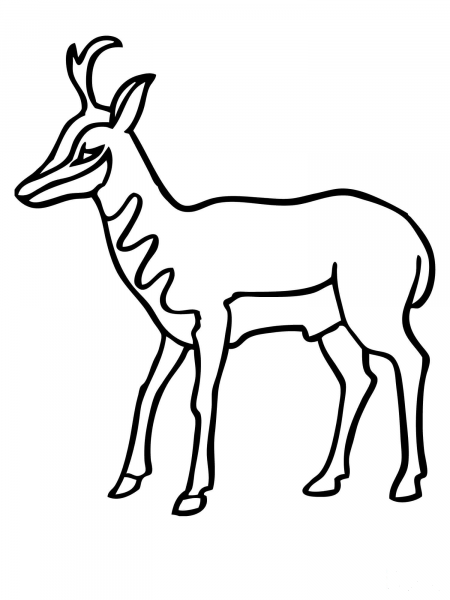 American Antelope Pronghorn coloring page image